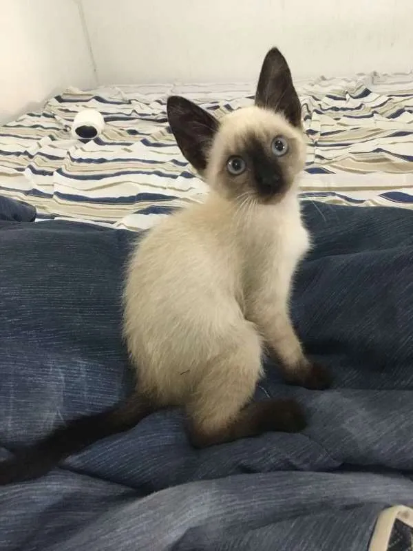 Gato raça Siamês idade Abaixo de 2 meses nome TAZ