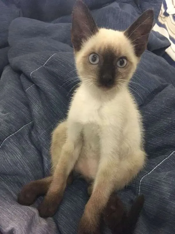 Gato raça Siamês idade Abaixo de 2 meses nome TAZ