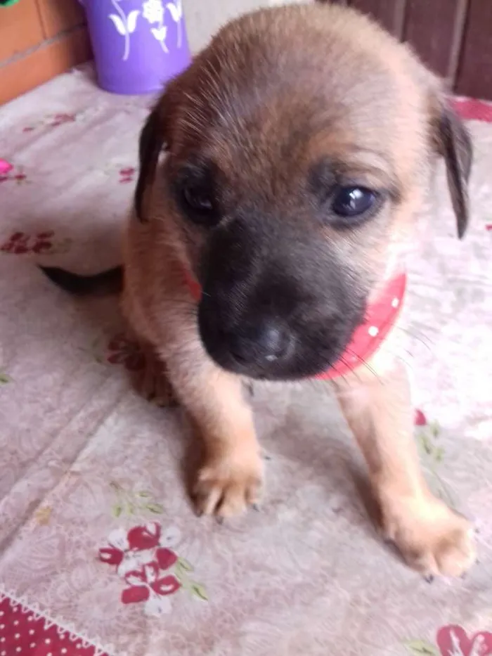 Cachorro ra a Vira lata idade Abaixo de 2 meses nome Dengo.