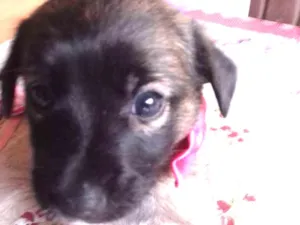 Cachorro raça Vira lata idade Abaixo de 2 meses nome Gêmeos 