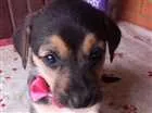 Cachorro raça Vira lata idade Abaixo de 2 meses nome Dengo.