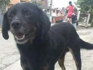 Cachorro raça  idade 2 anos nome bob