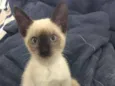 TAZ