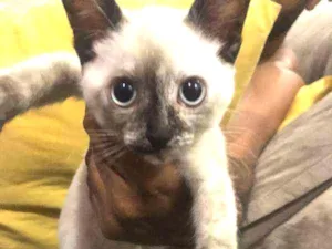 Gato raça Siamês idade 2 a 6 meses nome Mia