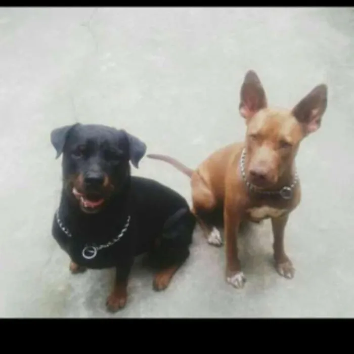 Cachorro raça pitbull idade 2 anos nome Zeus