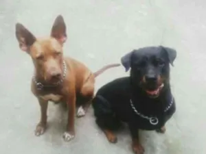 Cachorro raça pitbull idade 2 anos nome Zeus