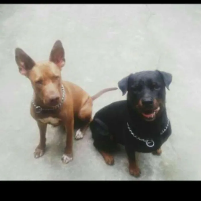 Cachorro raça Rottweiler idade 4 anos nome Heros 