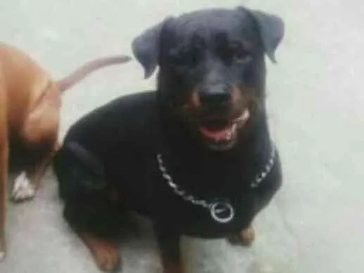 Cachorro raça Rottweiler idade 4 anos nome Heros 