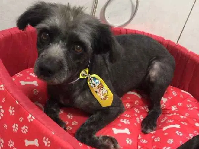 Cachorro raça srd idade 2 anos nome Pingo 