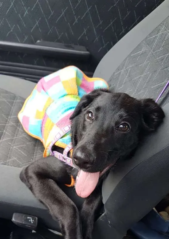 Cachorro raça srd idade 2 a 6 meses nome Amora