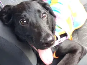 Cachorro raça srd idade 2 a 6 meses nome Amora