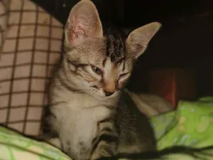 Gato raça SRD idade 2 a 6 meses nome Tadeu