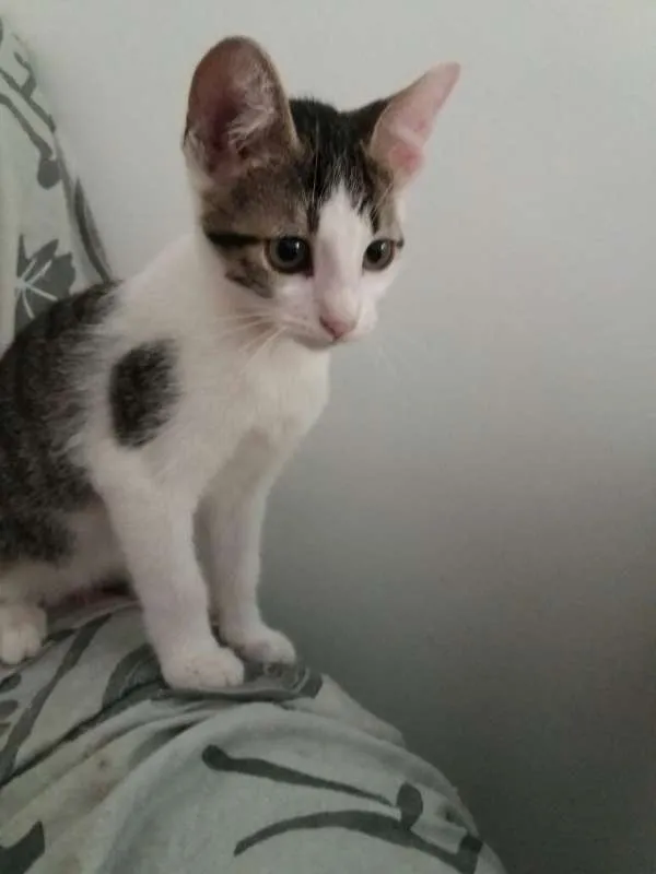 Gato raça SRD idade 2 a 6 meses nome KEKA