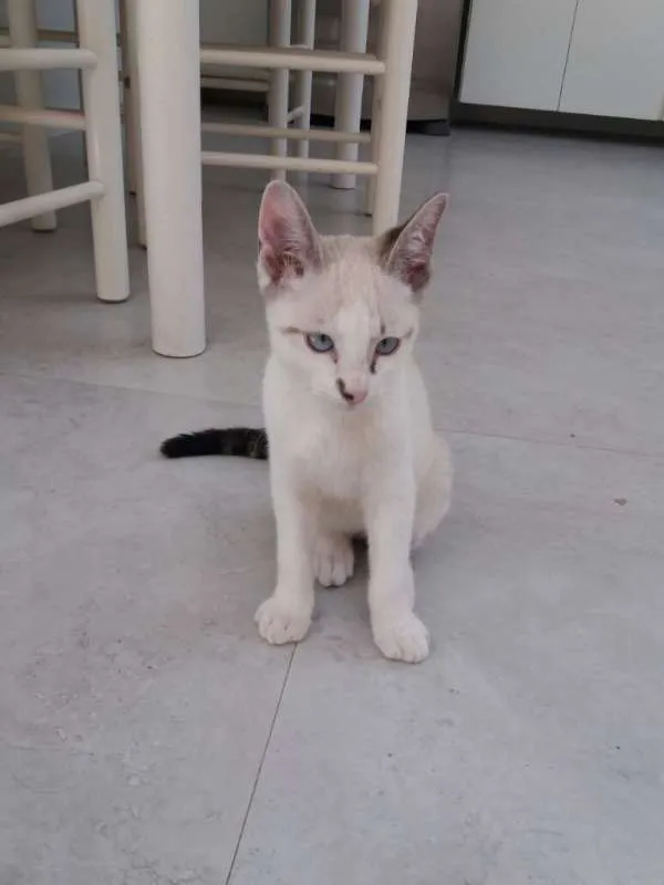 Gato raça SRD idade 2 a 6 meses nome PEDRINHO