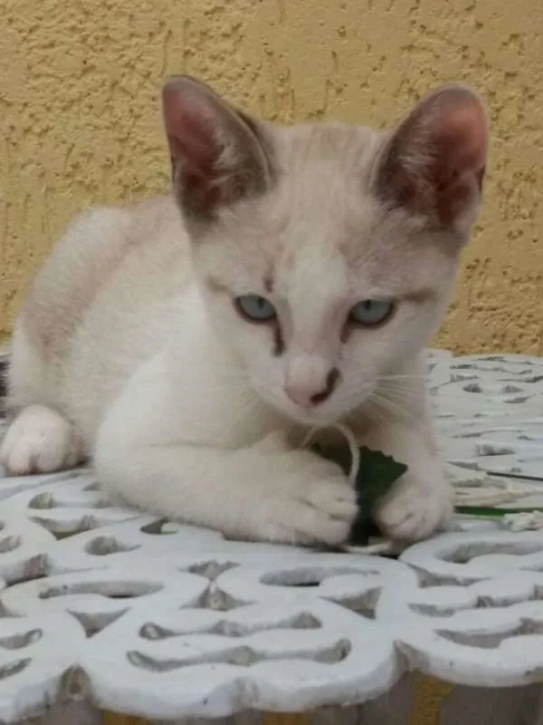 Gato raça SRD idade 2 a 6 meses nome PEDRINHO
