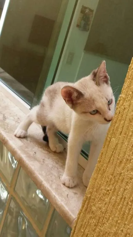 Gato raça SRD idade 2 a 6 meses nome PEDRINHO