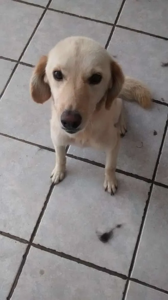 Cachorro ra a  idade 2 anos nome Tobi e Redonda