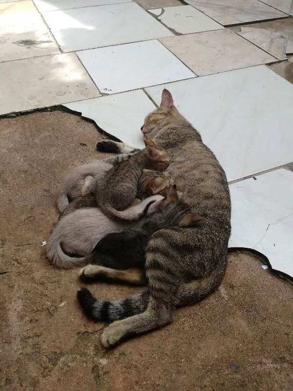 Gato raça Sem raça idade 2 a 6 meses nome Filhotes