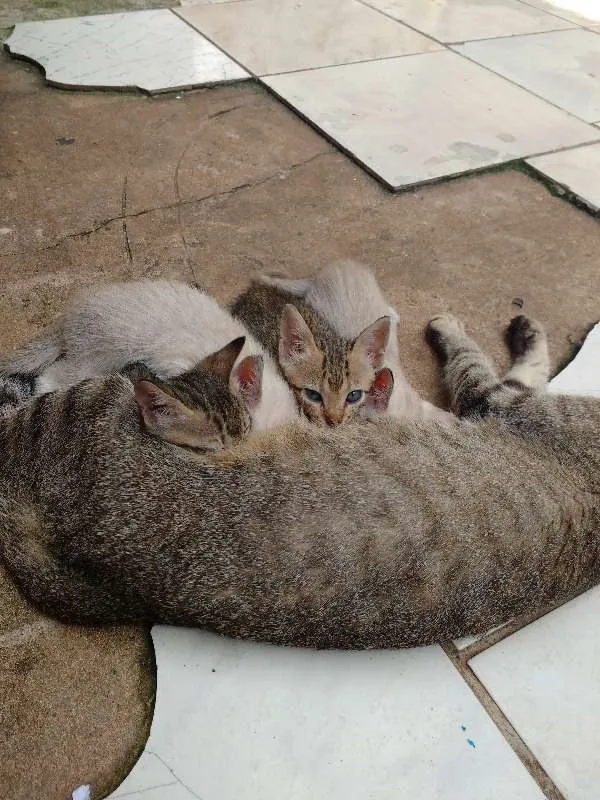 Gato raça Sem raça idade 2 a 6 meses nome Filhotes