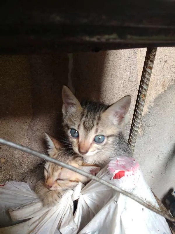 Gato raça Sem raça idade 2 a 6 meses nome Filhotes