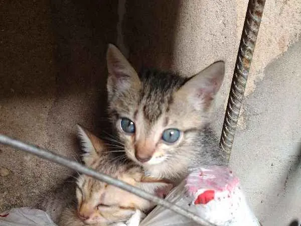 Gato raça Sem raça idade 2 a 6 meses nome Filhotes