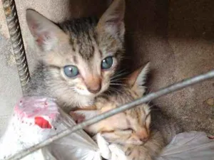 Gato raça Sem raça idade 2 a 6 meses nome Filhotes