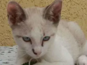 Gato raça SRD idade 2 a 6 meses nome PEDRINHO