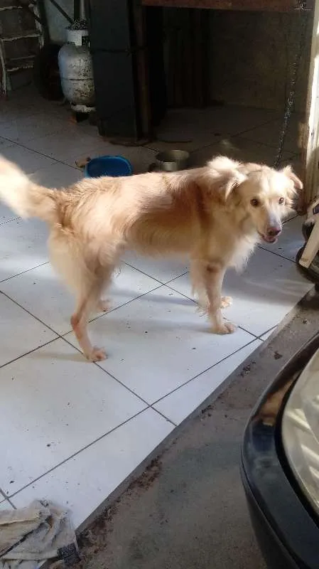 Cachorro raça Mistico com labrador idade 2 anos nome White