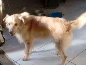 Cachorro raça Mistico com labrador idade 2 anos nome White
