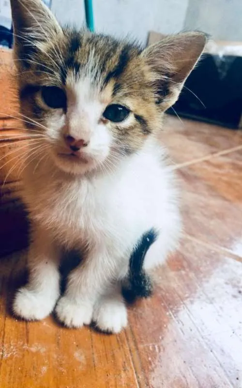 Gato ra a  idade Abaixo de 2 meses nome Bela