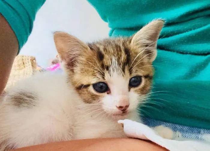 Gato ra a  idade Abaixo de 2 meses nome Bela