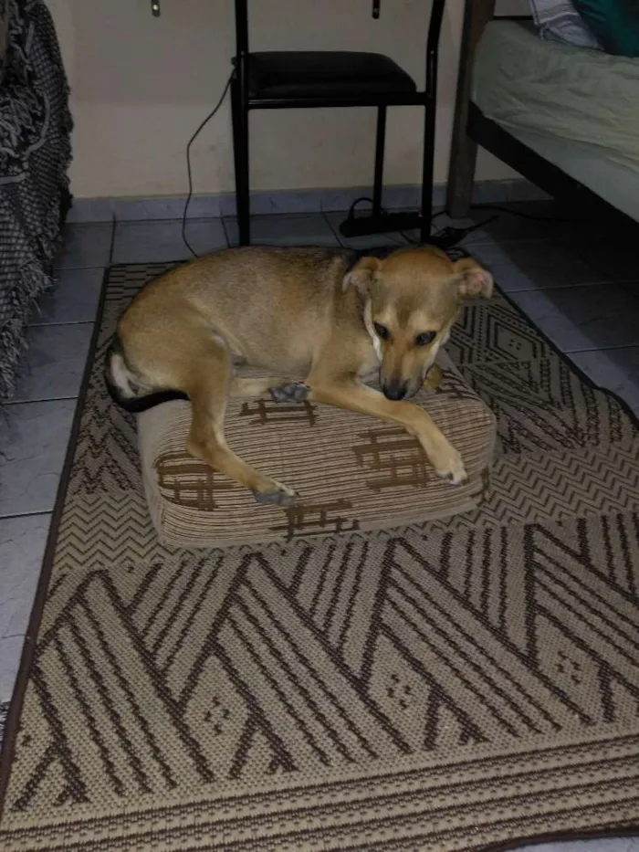 Cachorro ra a SRD idade 2 a 6 meses nome Não tem nome
