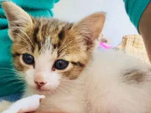Gato raça  idade Abaixo de 2 meses nome Bela