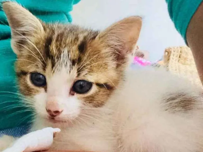 Gato ra a  idade Abaixo de 2 meses nome Bela