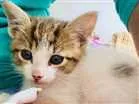 Gato raça  idade Abaixo de 2 meses nome Bela