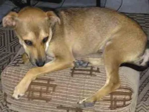 Cachorro raça SRD idade 2 a 6 meses nome Não tem nome