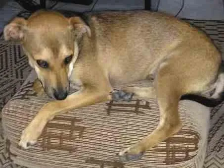 Cachorro ra a SRD idade 2 a 6 meses nome Não tem nome