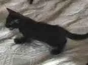 Gato raça Angorá idade 2 a 6 meses nome Varios