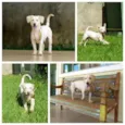 Togo