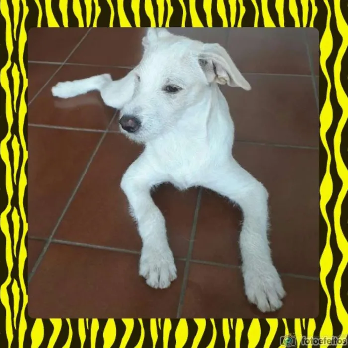 Cachorro ra a srd idade 7 a 11 meses nome Pirulito e Totô