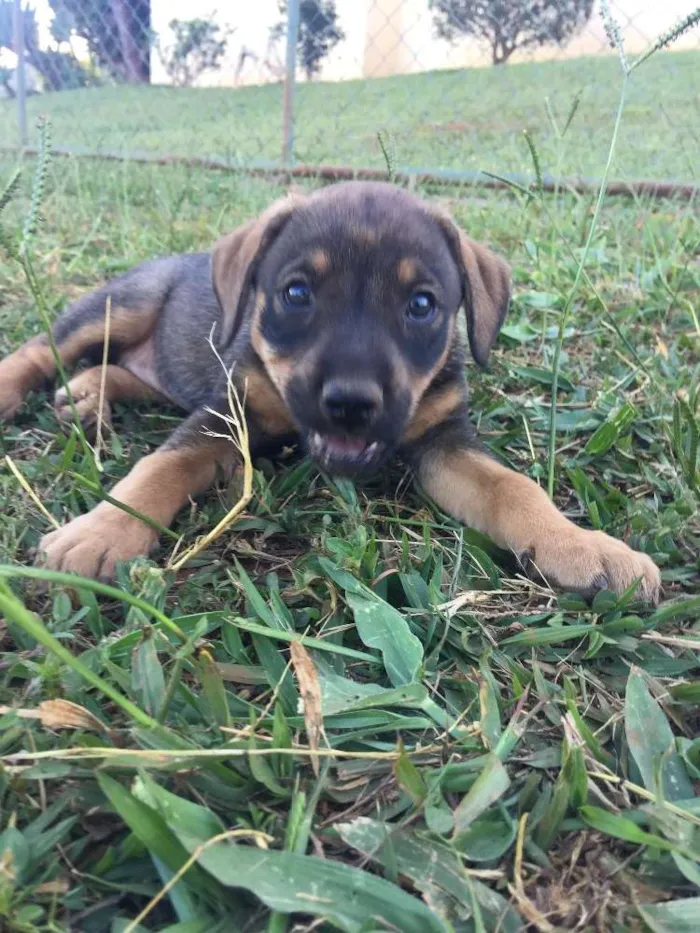Cachorro ra a Srd idade Abaixo de 2 meses nome Babalu