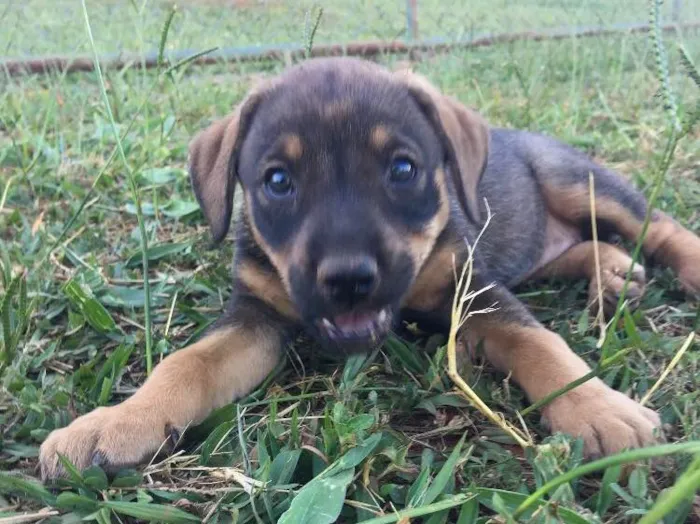 Cachorro ra a Srd idade Abaixo de 2 meses nome Babalu