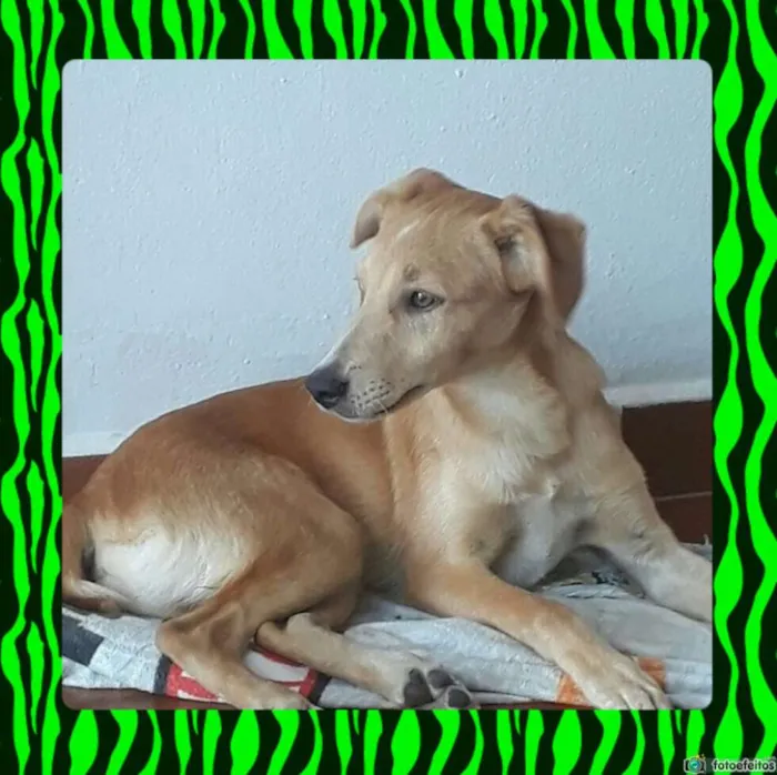 Cachorro ra a srd idade 7 a 11 meses nome Pirulito e Totô