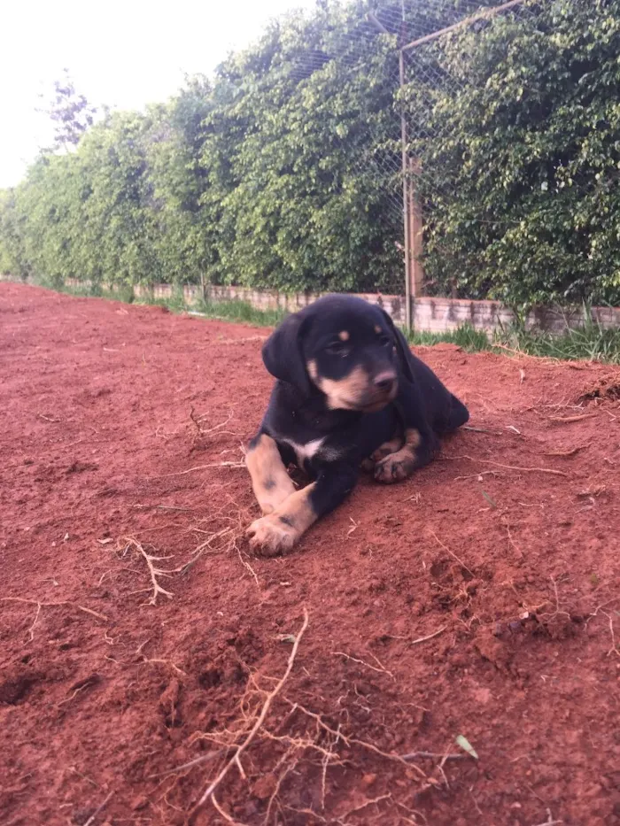 Cachorro ra a Srd idade Abaixo de 2 meses nome Snow