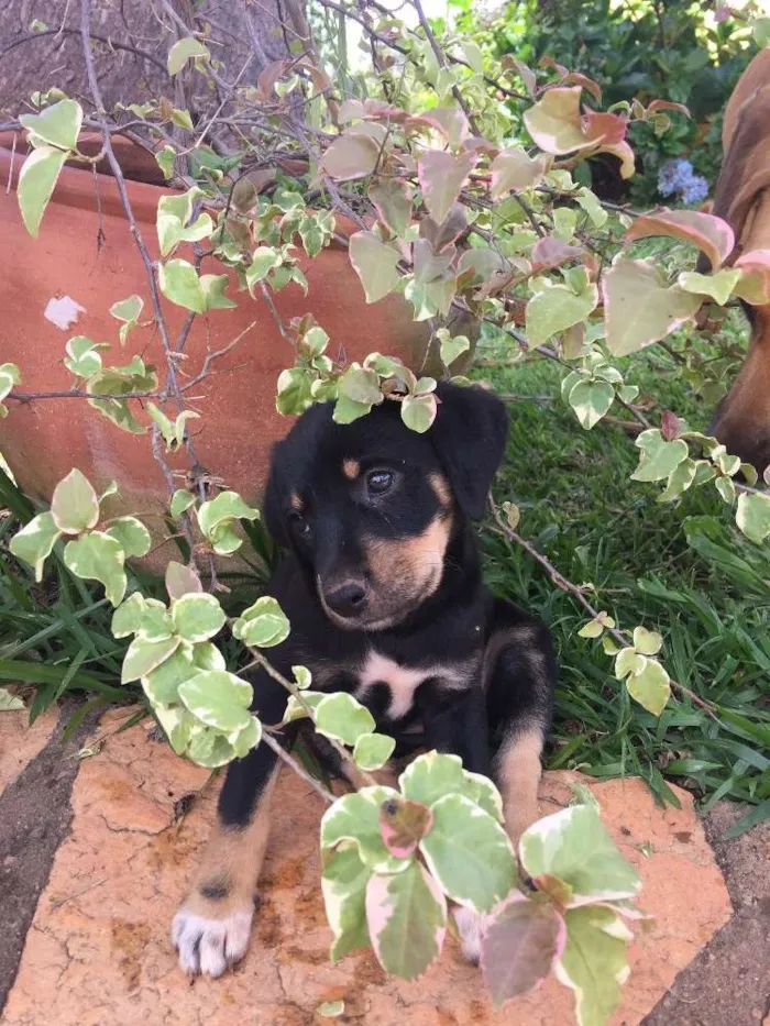 Cachorro ra a Srd idade Abaixo de 2 meses nome Snow