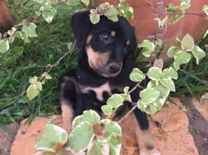 Cachorro raça Srd idade Abaixo de 2 meses nome Snow