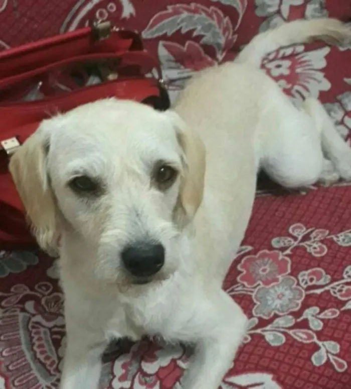 Cachorro ra a Poodle idade 1 ano nome Clara 