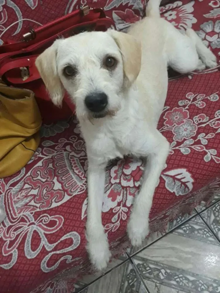 Cachorro ra a Poodle idade 1 ano nome Clara 