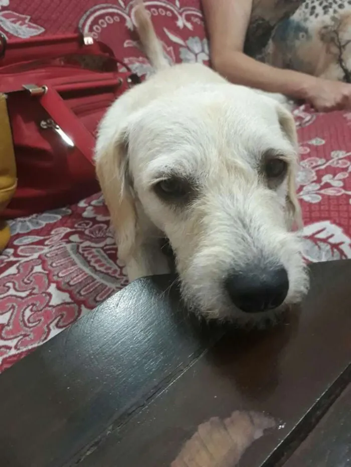 Cachorro ra a Poodle idade 1 ano nome Clara 