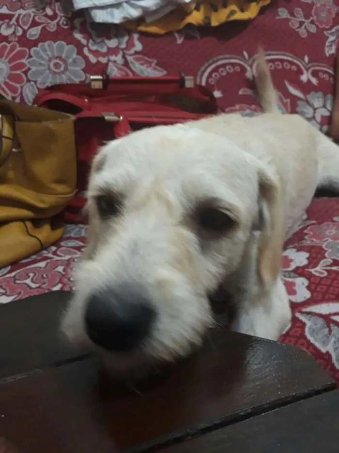 Cachorro ra a Poodle idade 1 ano nome Clara 